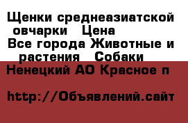 Щенки среднеазиатской овчарки › Цена ­ 20 000 - Все города Животные и растения » Собаки   . Ненецкий АО,Красное п.